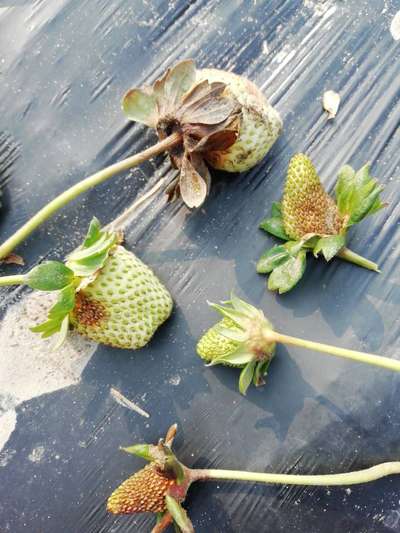 Powdery Mildew of Strawberry - Strawberry