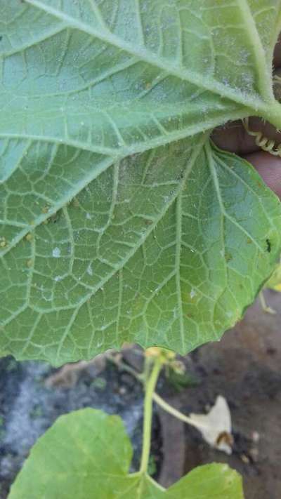 Aphids - Cucumber