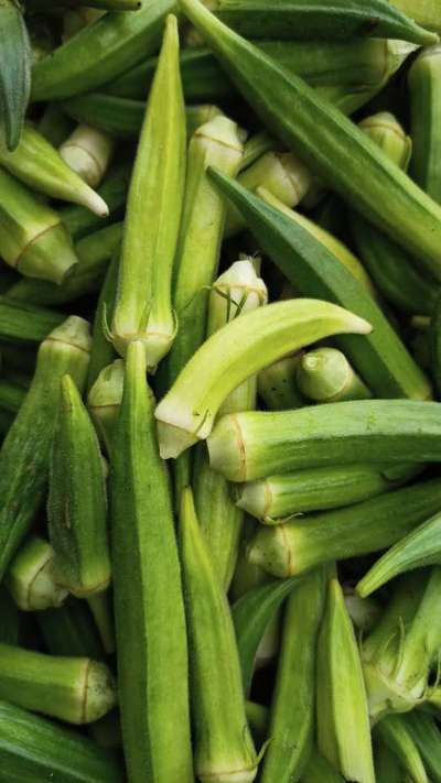 Boron Deficiency - Okra