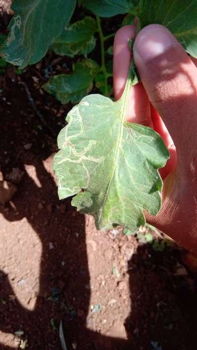 Leaf Miner Flies - Tomato