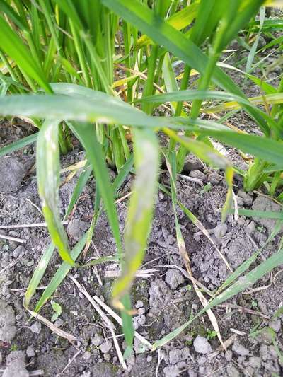 Powdery Mildew of Cereals - Wheat