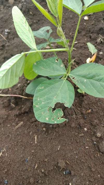 Flea Beetles - Soybean