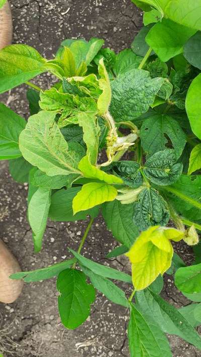 Herbicide Growth Damage - Soybean