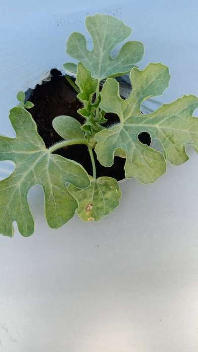 Anthracnose of Cucurbits - Melon