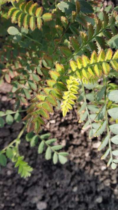 Potassium Deficiency - Chickpea & Gram