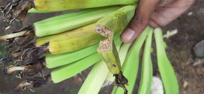 Cigar End Rot - Banana