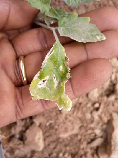 Tomato Leaf Miner - Tomato