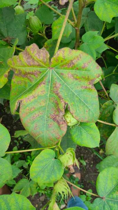 Pesticide Burn - Cotton