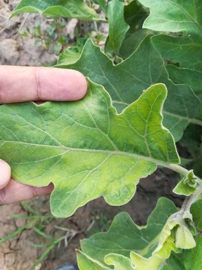 Nitrogen Deficiency - Brinjal