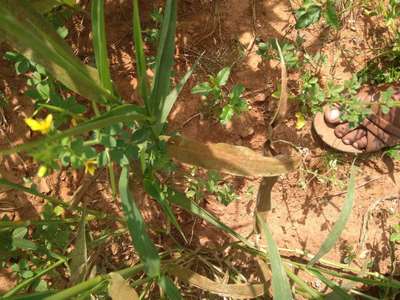 Common Rust of Maize - Millet