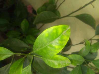 Citrus Greening Disease - Citrus