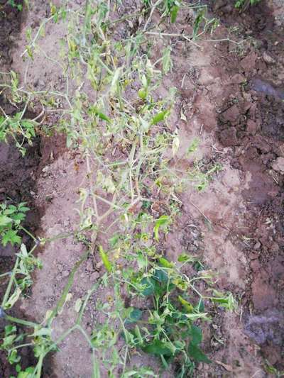 Fusarium Wilt - Capsicum & Chilli