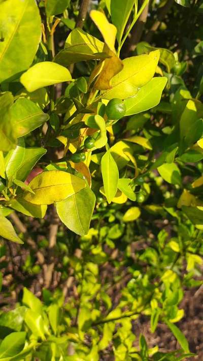 Nitrogen Deficiency - Citrus