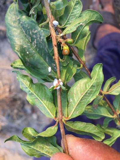 Mealybug - Pomegranate