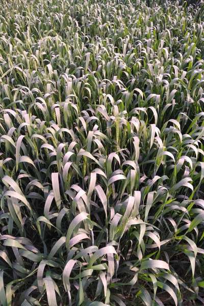 Powdery Mildew - Wheat