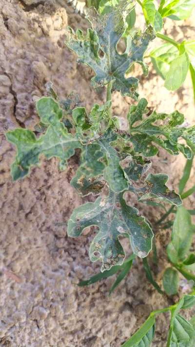 Leaf Miner Flies - Melon