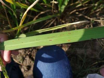 Brown Spot of Rice - Rice