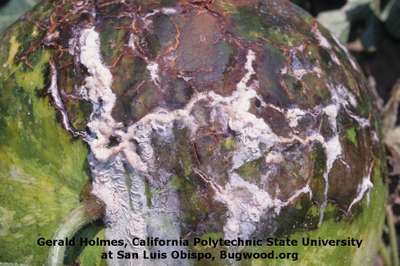 Blossom End Rot - Pumpkin