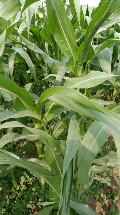 বোরনের অভাবজনিত রোগ - ভুট্টা