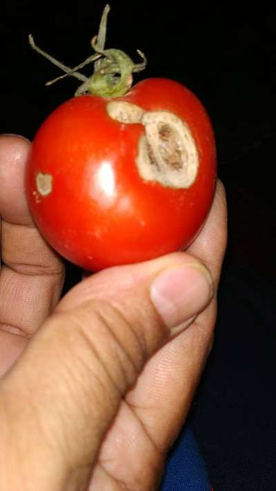 Sunburn - Tomato