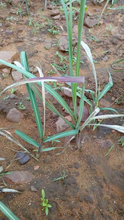 ಆರಂಭಿಕ ಶೂಟ್ ಬೋರರ್ - ಕಬ್ಬು