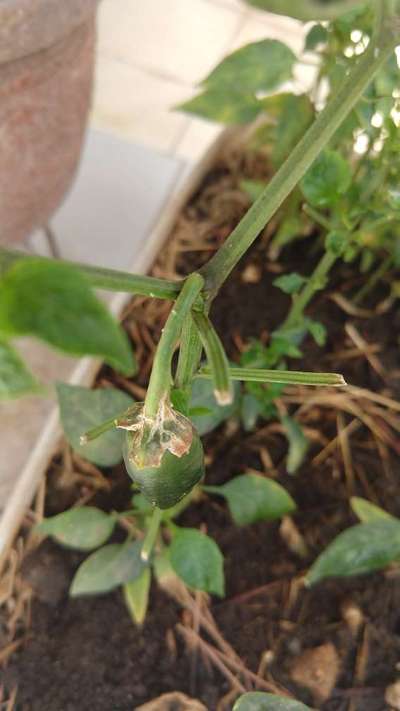 Powdery Mildew of Pepper - Capsicum & Chilli