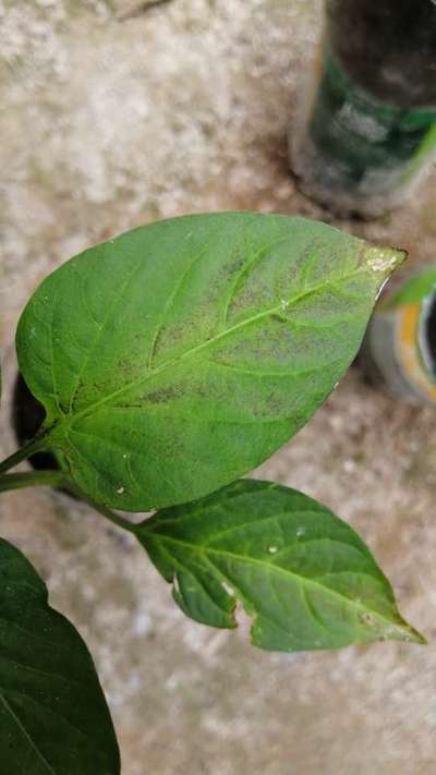 Deficiencia de fósforo - Capsicum y chile