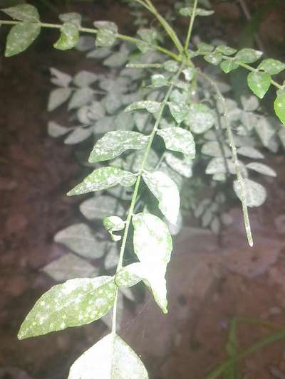 Spider Mites - Lentil