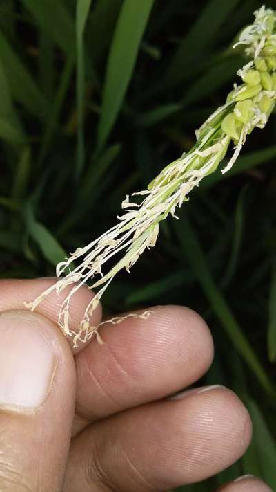 Physiological Leaf Spot - Rice