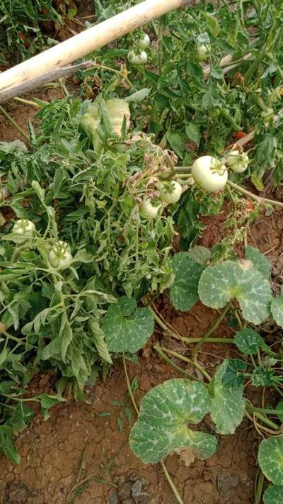 Mildiou de la Tomate - Tomates