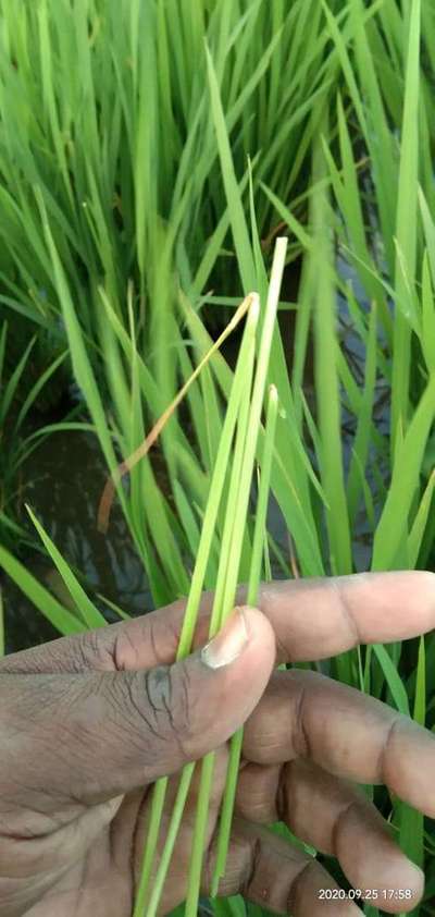 ನೇರಳೆ ಕಾಂಡ ಕೊರಕ - ಭತ್ತ