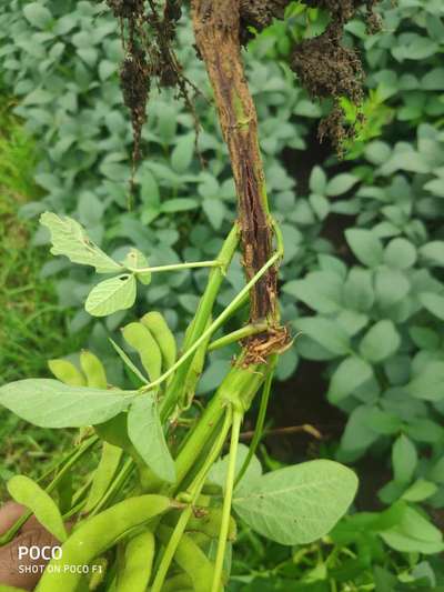 Stem and Root Rot of Soybean - Soybean