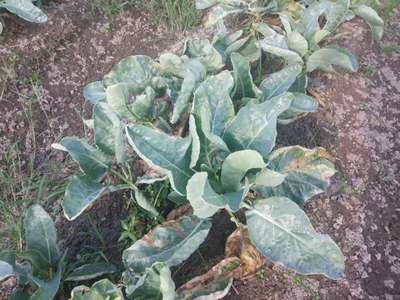 Black Rot - Cabbage