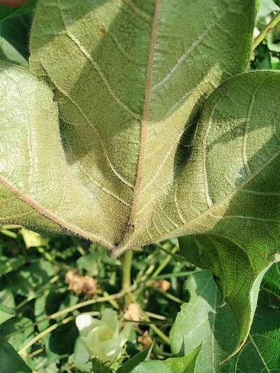 Thrips - Cotton