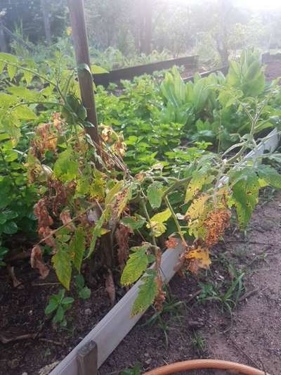 Mancha bacteriana - Tomate