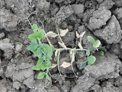 Powdery Mildew - Pea