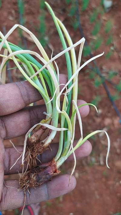 ಫುಸಾರಿಯಮ್ ವಿಲ್ಟ್ - ಈರುಳ್ಳಿ