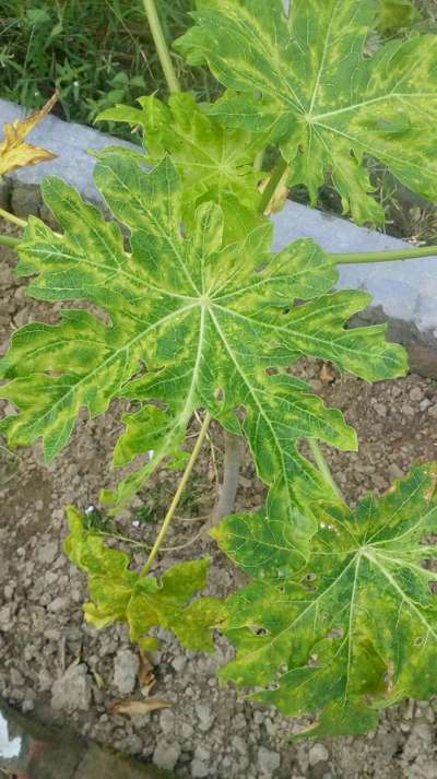 Papaya Mosaic Virus - Papaya