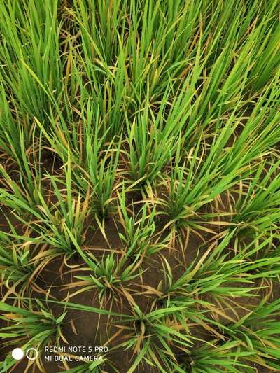 Iron Toxicity in Rice - Rice