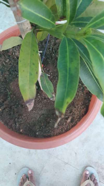 Nitrogen Deficiency - Mango