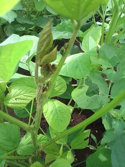 Southern Armyworm - Soybean