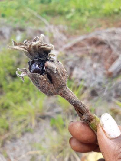 Brinjal Shoot and Fruit Borer - Brinjal