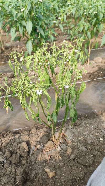 Bacterial Wilt - Capsicum & Chilli