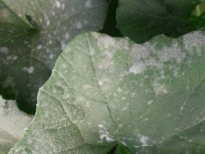 Powdery Mildew - Cucumber