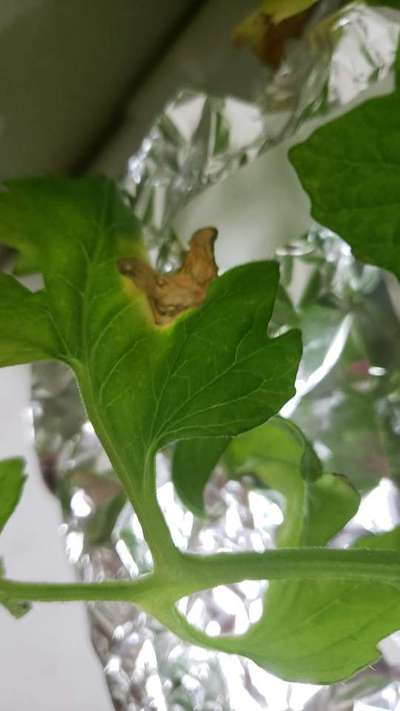 Blossom End Rot - Tomato