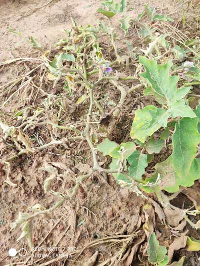 Foot and Collar Rot - Brinjal