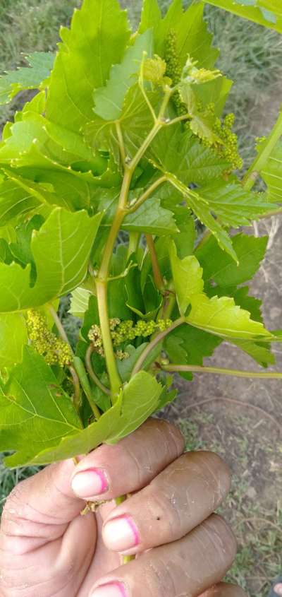 ದ್ರಾಕ್ಷಿಯ ಬೂದಿ ರೋಗ ( ಪೌಡರಿ ಮಿಲ್ಡ್ಯೂ ) - ದ್ರಾಕ್ಷಿ