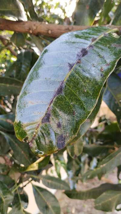 Powdery Mildew - Mango