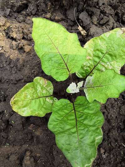 Tomato Leaf Miner - Brinjal