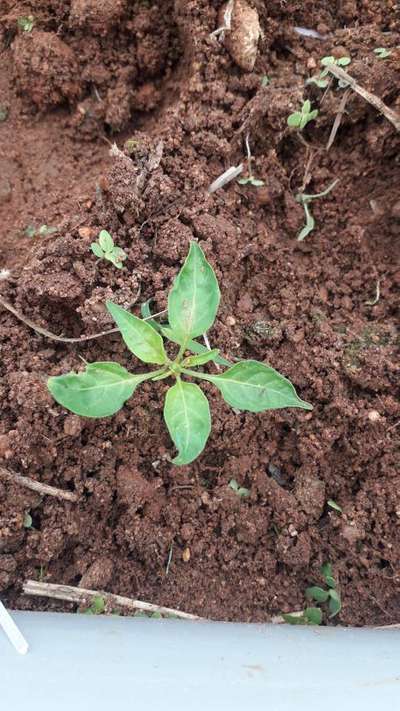 Tobacco Caterpillar - Capsicum & Chilli